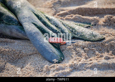 Questo Hawaiian foca monaca, Monachus schauinslandi, (endemiche e in via di estinzione) ha un hind pinna etichetta installata come parte del Hawaiian Foca Monaca la ricerca Foto Stock