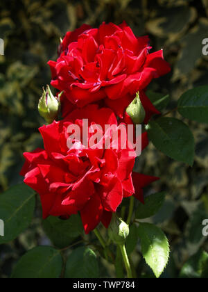 Rosso vellutato rose in giardino Foto Stock