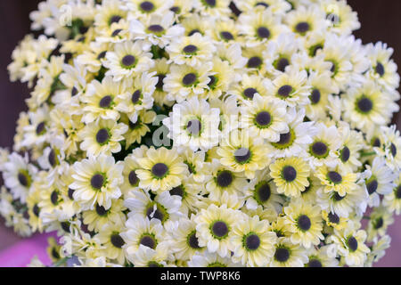 Crisantemo bianco fiori con centro giallo-close up. bouquet di bellissimi fiori margherite, vicino. Foto Stock