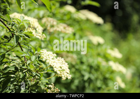 Fiori di sambuco Foto Stock
