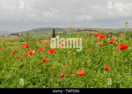 MOHNFELD NAHE PIENZA . Campo di papaveri vicino a Pienza Foto Stock