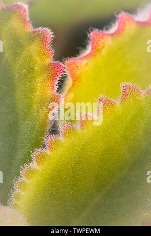 Origano cubano (Plectranthus amboinicus) foglie. So anche di menta messicana. Foto Stock