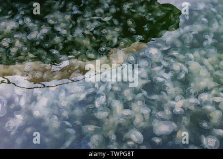 Grande accumulo di meduse Aurelia in acqua inquinata. Foto Stock