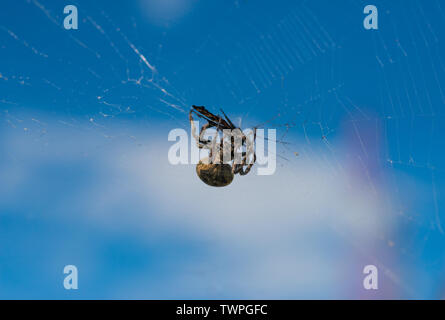 Croce spider di mangiare la sua preda. Messa a fuoco selettiva con profondità di campo ridotta. Foto Stock