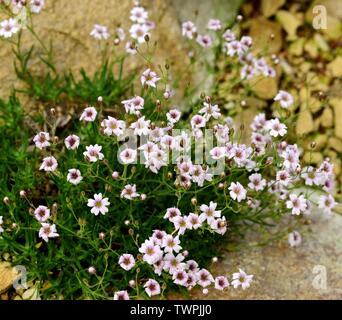 Primo piano dei fiori del bimbo di respiro. Foto Stock