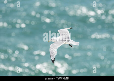 Flying Kittiwake (Rissa tridactyka) Foto Stock