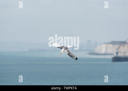 Flying Kittiwake (Rissa tridactyka) Foto Stock