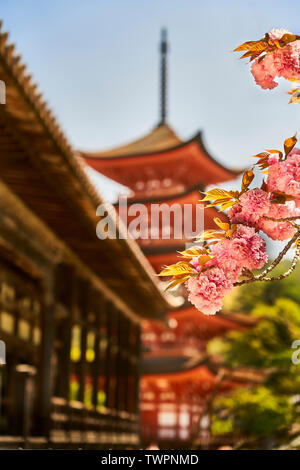 Fiore di Ciliegio nella parte anteriore di offuscata Toyokuni cinque piani pagoda e Senjokaku pavilion. Foto Stock