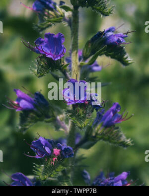 Bugloss viola. Echium plantagineum. La Viper bugloss. Impianto di miele. Il Kazakistan. Foto Stock