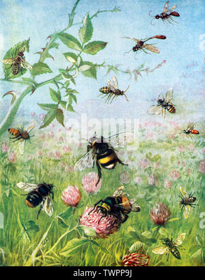 "Le api operose e i loro cugini'. Da Maude Scrivener. Foto Stock
