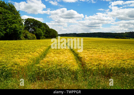 Tracce di pneumatici attraverso un dorato campo di grano nella campagna accanto Ivinghoe Beacon, Ashridge Estate, Ivinghoe, Buckinghamshire, Chilterns, REGNO UNITO Foto Stock