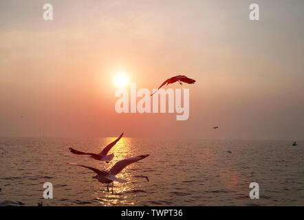 Bird back home nel tramonto su horizental del lato oceano. Bellezza nel concetto di natura Foto Stock