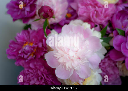 Meravigliosa peonie vicino alla profondità di campo Foto Stock