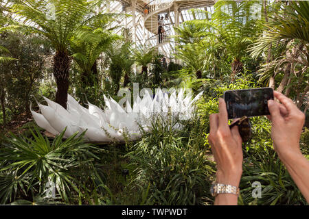 Utilizzando uno smartphone per scattare una foto di Dale Chihuly della barca Beluga, una scultura di vetro, installato in casa temperate a Kew Gardens, Londra. Foto Stock