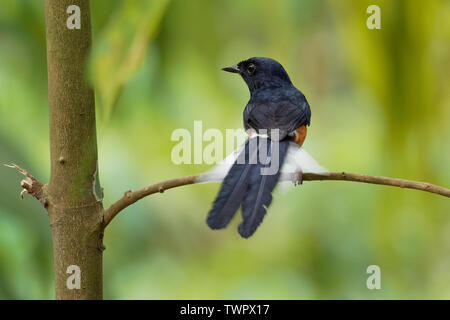 Bianco-rumped Shama - Copsychus malabaricus passerine piccolo uccello della famiglia Muscicapidae. Nativo di densamente vegetazione habitat del subcont indiano Foto Stock