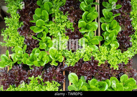 Insalata di organico di piante in scatole di legno per vendita a Daylesford Organic farm shop festival estivi. Daylesford, Cotswolds, Gloucestershire, Inghilterra Foto Stock