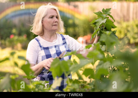 Sorridente donna ritirato la potatura di ribes nero foglie sul suo giardino Foto Stock