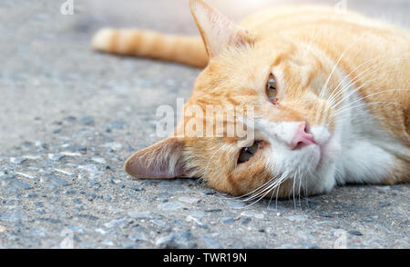 Adorabili occhi di gatto randagio guardando su strada. Animale da compagnia Foto Stock