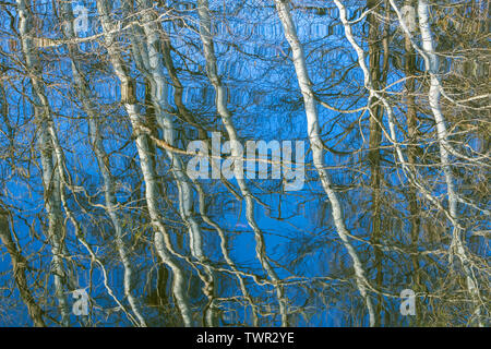 Riflessioni di foresta in uno stagno, molla, orientale degli Stati Uniti, di Dominique Braud/Dembinsky Foto Assoc Foto Stock