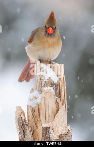 Femmina cardinale settentrionale (Cardinalis cardinalis), Gennaio, Nord America Orientale, da Dominique Braud/Dembinsky Foto Assoc Foto Stock