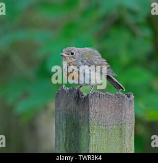 Svasso maggiore, Podiceps cristatus, Foto Stock