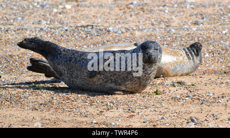 Guarnizioni di tenuta in corrispondenza del punto Blakeney Riserva Naturale, Norfolk, Regno Unito Foto Stock