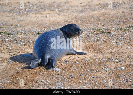 Guarnizioni di tenuta in corrispondenza del punto Blakeney Riserva Naturale, Norfolk, Regno Unito Foto Stock