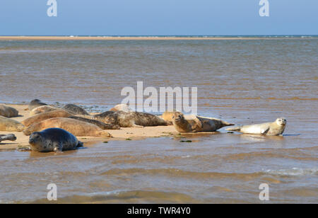 Guarnizioni di tenuta in corrispondenza del punto Blakeney Riserva Naturale, Norfolk, Regno Unito Foto Stock