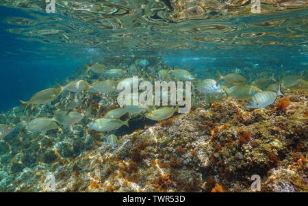Secca di pesce orate in acque poco profonde, mare mediterraneo in Costa Brava Catalogna Foto Stock