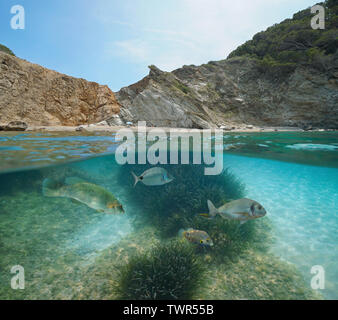 Spagna costa rocciosa con la spiaggia ed il pesce con praterie sottomarine, mare Mediterraneo, Costa Brava, sa di tonno, Begur, Catalonia, oltre sotto l'acqua Foto Stock