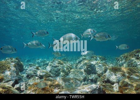 Sargo dentice pesce, Diplodus sargus, subacquea in Mar Mediterraneo tra superficie di acqua e rocce sul fondale, Francia Foto Stock