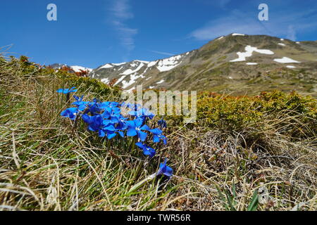 La molla genziane fiori blu (Gentiana verna) in montagna, Francia, parco naturale dei Pirenei catalani Foto Stock