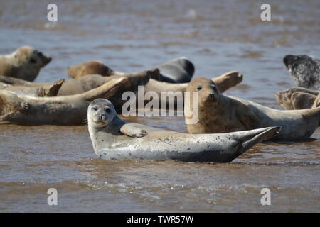 Guarnizioni di tenuta in corrispondenza del punto Blakeney Riserva Naturale, Norfolk, Regno Unito Foto Stock