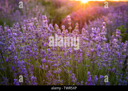 Fioritura di campi di lavanda al tramonto Foto Stock