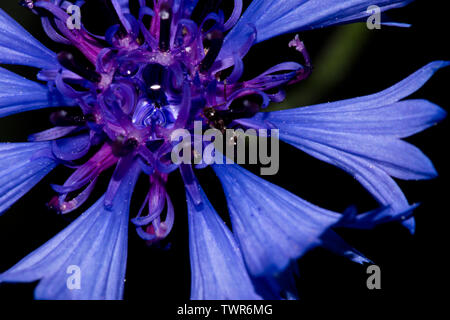 Le formiche su un fiore blu Foto Stock