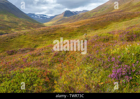 Islandese di montagne e tundra artica, arctic paesaggio montuoso. Fioritura di fiori di campo in Islanda la montagna, escursioni nella tundra. Foto Stock