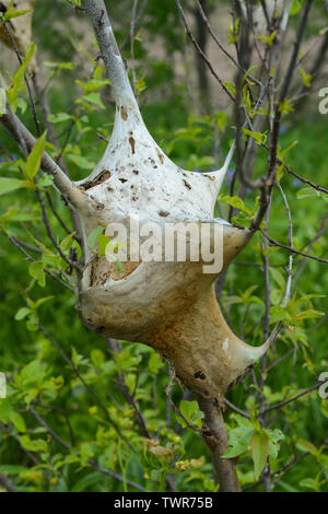 Tenda orientale nidi di Caterpillar in Midewin National Tallgrass Prairie. Foto Stock