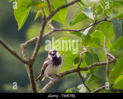 Passero gioiosa seduto sul ramo di albero guardando nella telecamera Foto Stock