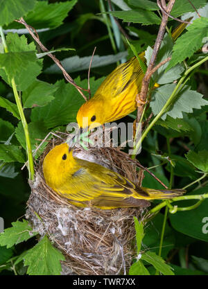 Parula gialla del nord (Setophaga aestiva [petechia]) maschio che dà da mangiare al nido, Iowa, Stati Uniti Foto Stock
