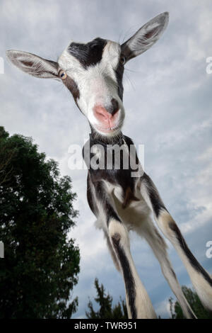 Un bianco e nero di capra macchiato con un naso rosa sorge come una giraffa Foto Stock