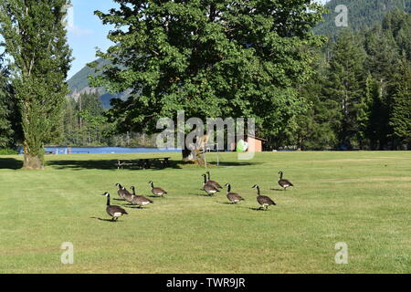 Oche del Canada a piedi attraverso un prato falciato Foto Stock