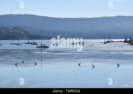 Aironi e barche a vela che rispecchia le calme acque della baia di Cowichan, BC, su una soleggiata mattina di primavera Foto Stock