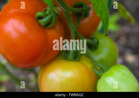Organici di pomodori rossi sulla vite - organici pomodoro - close up di organico i pomodori in giardino - La coltivazione di pomodori rosso verde e giallo giardino di pomodoro Foto Stock