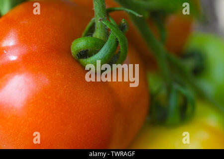 Organici di pomodori rossi sulla vite - organici pomodoro - close up di organico i pomodori in giardino - La coltivazione di pomodori rosso verde e giallo giardino di pomodoro Foto Stock