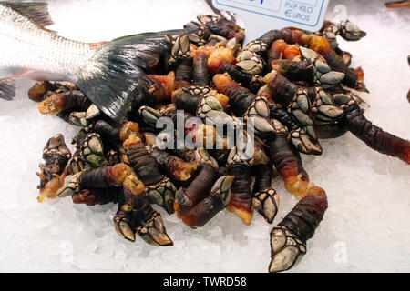 Un mucchio di freschi e saporiti oca crudo cirripedi dalla Galizia su ghiaccio venduto sul mercato del pesce. Nome spagnolo galiziano percebres. Foto Stock