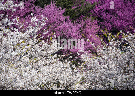 Bella bianca e fiori viola lo scoppio con i colori della primavera vicino ad Atlanta, Georgia, Stati Uniti d'America. Foto Stock