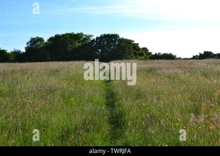 Gazza fondo, vicino Shoreham, Kent, un rewilded SSSI in Chalk prati e boschi nel North Downs, a poche miglia a nord di Sevenoaks. Verso la fine di giugno, estate Foto Stock