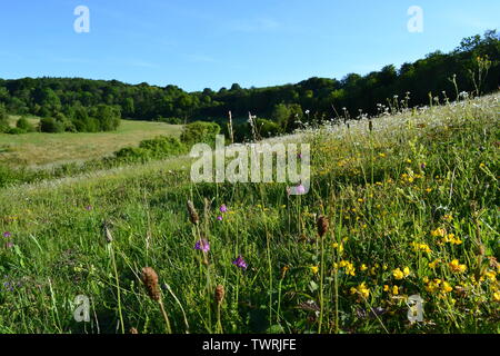 Gazza fondo, vicino Shoreham, Kent, un rewilded SSSI in Chalk prati e boschi nel North Downs, a poche miglia a nord di Sevenoaks. Verso la fine di giugno, estate Foto Stock