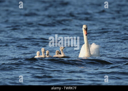 Una madre Cigno Cygnus olor nuoto con cinque giovani cygnets Foto Stock