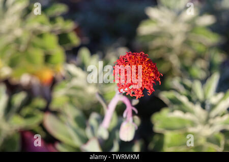 Splendido colore rosso brillante fiore con abbondanza di petali di colore rosso. In uno sfondo morbido si può vedere il più bel verde cactus piante. Foto Stock